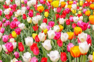 なばなの里、チューリップ、3月春の花、三重県桑名市の観光・撮影スポットの画像と写真