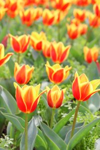 なばなの里、チューリップ、3月春の花、三重県桑名市の観光・撮影スポットの画像と写真