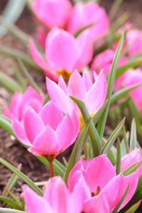 なばなの里、チューリップ、3月春の花、三重県桑名市の観光・撮影スポットの画像と写真