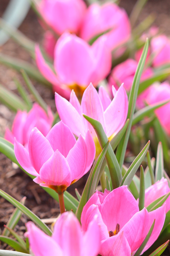 なばなの里、チューリップ、3月春の花、三重県桑名市の観光・撮影スポットの画像と写真