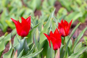 なばなの里、チューリップ、3月春の花、三重県桑名市の観光・撮影スポットの画像と写真