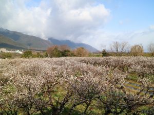 南濃梅園、2月春の花、岐阜県海津市の観光・撮影スポットの画像と写真
