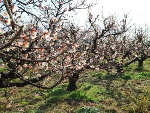 南濃梅園、2月春の花、岐阜県海津市の観光・撮影スポットの画像と写真