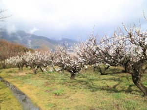 南濃梅園、2月春の花、岐阜県海津市の観光・撮影スポットの画像と写真