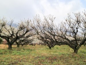 南濃梅園、2月春の花、岐阜県海津市の観光・撮影スポットの画像と写真