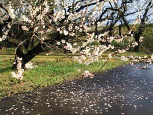 南濃梅園、2月春の花、岐阜県海津市の観光・撮影スポットの画像と写真