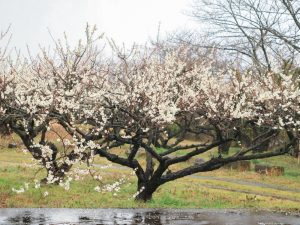 南濃梅園、2月春の花、岐阜県海津市の観光・撮影スポットの画像と写真