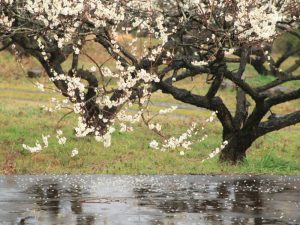 南濃梅園、2月春の花、岐阜県海津市の観光・撮影スポットの画像と写真