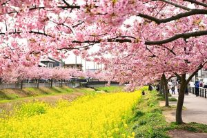 西古瀬川の河津桜並木、3月春の花、愛知県豊川市の観光・撮影スポットの画像と写真
