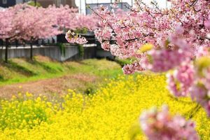 西古瀬川の河津桜並木、3月春の花、愛知県豊川市の観光・撮影スポットの画像と写真