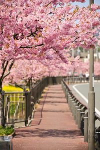 西古瀬川の河津桜並木、3月春の花、愛知県豊川市の観光・撮影スポットの画像と写真