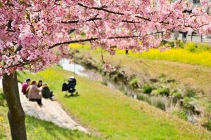 西古瀬川の河津桜並木、3月春の花、愛知県豊川市の観光・撮影スポットの画像と写真