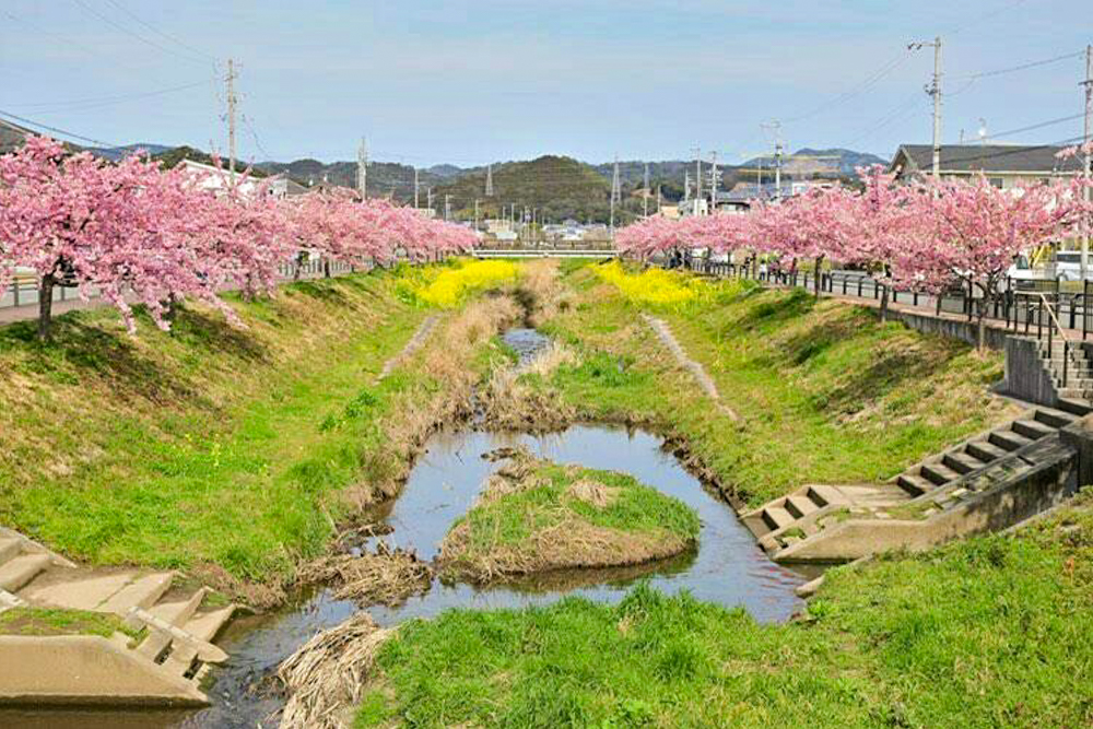 西古瀬川の河津桜並木、3月春の花、愛知県豊川市の観光・撮影スポットの画像と写真