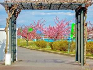 西尾ふれあいの道、河津桜、3月春の花、愛知県西尾市の観光・撮影スポットの画像と写真