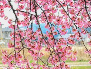 西尾ふれあいの道、河津桜、3月春の花、愛知県西尾市の観光・撮影スポットの画像と写真