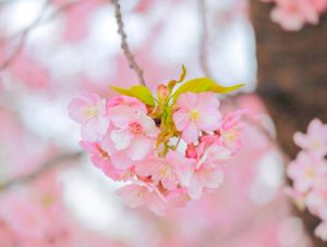 西尾ふれあいの道、河津桜、3月春の花、愛知県西尾市の観光・撮影スポットの画像と写真