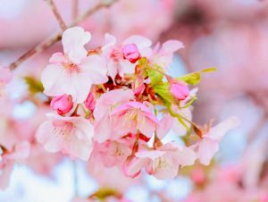 西尾ふれあいの道、河津桜、3月春の花、愛知県西尾市の観光・撮影スポットの画像と写真