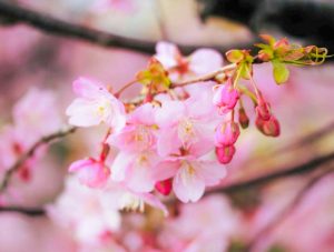 西尾ふれあいの道、河津桜、3月春の花、愛知県西尾市の観光・撮影スポットの画像と写真