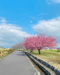 西尾ふれあいの道、河津桜、3月春の花、愛知県西尾市の観光・撮影スポットの画像と写真