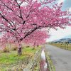 西尾ふれあいの道、河津桜、3月春の花、愛知県西尾市の観光・撮影スポットの画像と写真