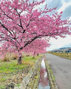 西尾ふれあいの道、河津桜、3月春の花、愛知県西尾市の観光・撮影スポットの画像と写真