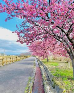西尾ふれあいの道、河津桜、3月春の花、愛知県西尾市の観光・撮影スポットの画像と写真