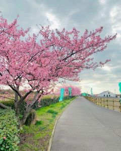 西尾ふれあいの道、河津桜、3月春の花、愛知県西尾市の観光・撮影スポットの画像と写真