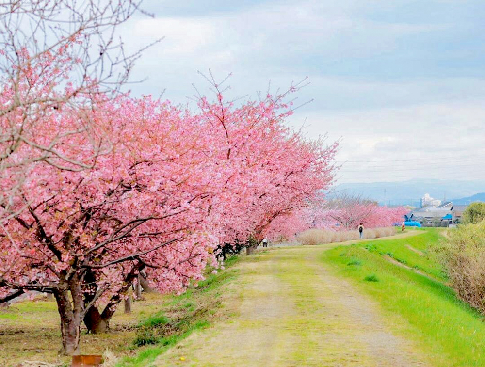 西尾ふれあいの道、河津桜、3月春の花、愛知県西尾市の観光・撮影スポットの画像と写真