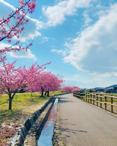 西尾ふれあいの道、河津桜、3月春の花、愛知県西尾市の観光・撮影スポットの画像と写真