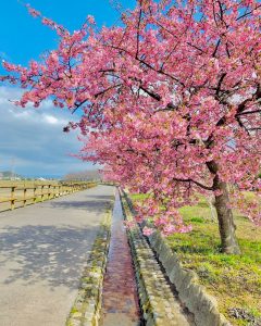 西尾ふれあいの道、河津桜、3月春の花、愛知県西尾市の観光・撮影スポットの画像と写真