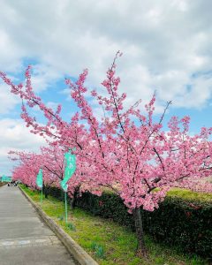 西尾ふれあいの道、河津桜、3月春の花、愛知県西尾市の観光・撮影スポットの画像と写真