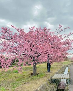 西尾ふれあいの道、河津桜、3月春の花、愛知県西尾市の観光・撮影スポットの画像と写真