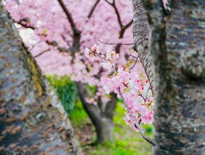 西尾ふれあいの道、河津桜、3月春の花、愛知県西尾市の観光・撮影スポットの画像と写真
