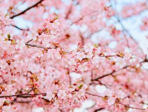 西尾ふれあいの道、河津桜、3月春の花、愛知県西尾市の観光・撮影スポットの画像と写真