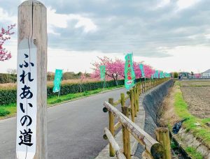 西尾ふれあいの道、河津桜、3月春の花、愛知県西尾市の観光・撮影スポットの画像と写真