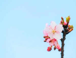 西尾ふれあいの道、河津桜、3月春の花、愛知県西尾市の観光・撮影スポットの画像と写真