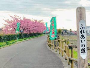 西尾ふれあいの道、河津桜、3月春の花、愛知県西尾市の観光・撮影スポットの画像と写真