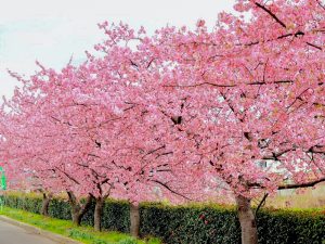 西尾ふれあいの道、河津桜、3月春の花、愛知県西尾市の観光・撮影スポットの画像と写真