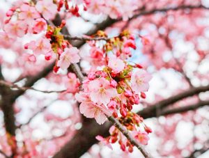 西尾ふれあいの道、河津桜、3月春の花、愛知県西尾市の観光・撮影スポットの画像と写真