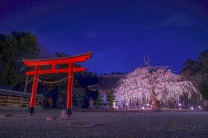野依八幡社、しだれ桜、 ライトアップ、3月の春の花、愛知県豊橋市の観光・撮影スポットの画像と写真