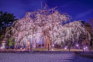 野依八幡社、しだれ桜 、ライトアップ、3月の春の花、愛知県豊橋市の観光・撮影スポットの画像と写真