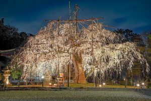 野依八幡社、しだれ桜 、ライトアップ、3月の春の花、愛知県豊橋市の観光・撮影スポットの画像と写真