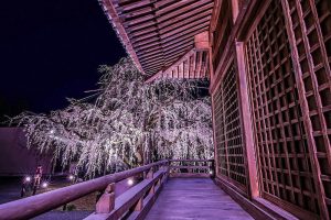 野依八幡社、しだれ桜 、ライトアップ、3月の春の花、愛知県豊橋市の観光・撮影スポットの画像と写真