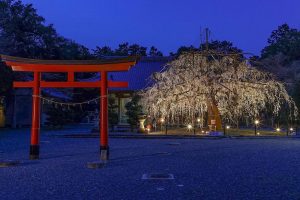 野依八幡社、しだれ桜 、ライトアップ、3月の春の花、愛知県豊橋市の観光・撮影スポットの画像と写真