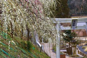 大縣神社、しだれ梅、梅園、2月の春の花、愛知県犬山市の観光・撮影スポットの画像と写真