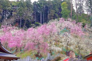 大縣神社、しだれ梅、梅園、2月の春の花、愛知県犬山市の観光・撮影スポットの画像と写真