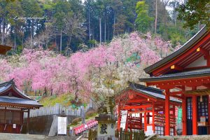 大縣神社、しだれ梅、梅園、2月の春の花、愛知県犬山市の観光・撮影スポットの画像と写真