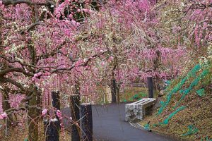 大縣神社、しだれ梅、梅園、2月の春の花、愛知県犬山市の観光・撮影スポットの画像と写真