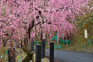 大縣神社、しだれ梅、梅園、2月の春の花、愛知県犬山市の観光・撮影スポットの画像と写真