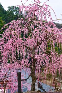 大縣神社、しだれ梅、梅園、2月の春の花、愛知県犬山市の観光・撮影スポットの画像と写真